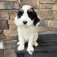Tri parti 2, a male Bernedoodle for sale in Lagro, IN – 1 of 2