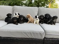 Tri , a male Bernedoodle for sale in Lagro, IN – 3 of 3