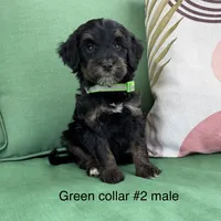 Tri - green collar , a male Bernedoodle for sale in Lagro, IN – 1 of 3
