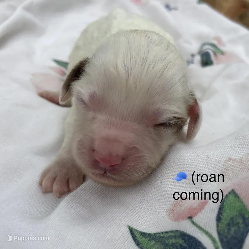 Sweet boy 3 – Havapoo puppy for sale in Lagro, IN