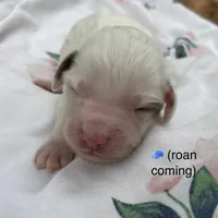 Sweet boy 3, a male Havapoo for sale in Lagro, IN – 1 of 1