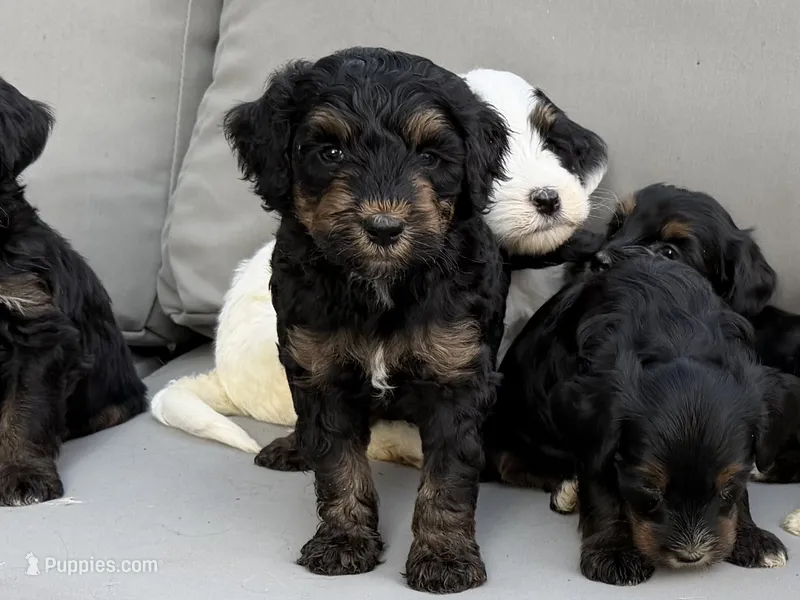 Tri  – Bernedoodle puppy for sale in Lagro, IN