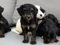Tri , a male Bernedoodle for sale in Lagro, IN – 1 of 3