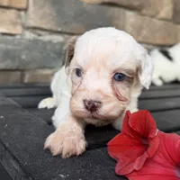Mini boy 1 BLUE eyes!, a male Australian Labradoodle for sale in Lagro, IN – 3 of 3