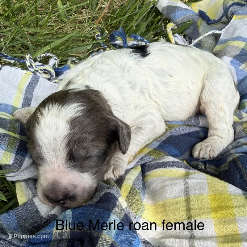 Blue Merle ROAN – Australian Labradoodle puppy for sale in Lagro, IN