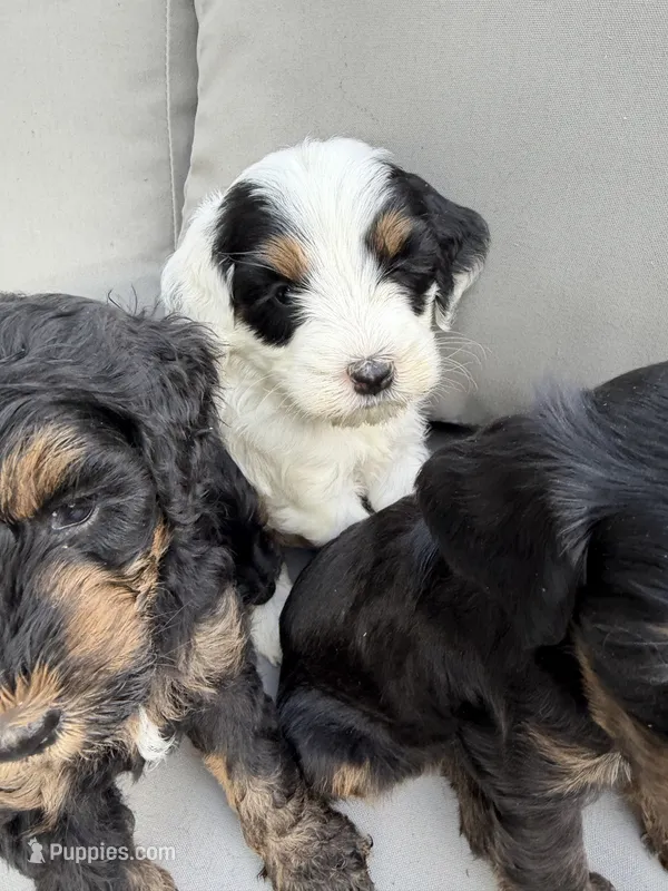Tri parti  – Bernedoodle puppy for sale in Lagro, IN