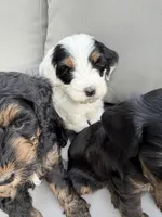 Tri parti , a male Bernedoodle for sale in Lagro, IN – 1 of 2