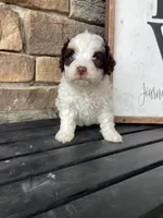 Mini, a male Bernedoodle for sale in Lagro, IN – Photo 5 of 6