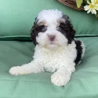 Mini, a male Bernedoodle for sale in Lagro, IN – Photo 1 of 6