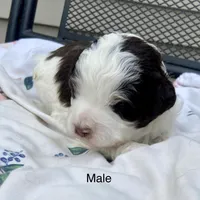 Mini, a male Bernedoodle for sale in Lagro, IN – Photo 4 of 6
