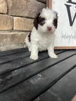Mini, a male Bernedoodle for sale in Lagro, IN – Photo 6 of 6