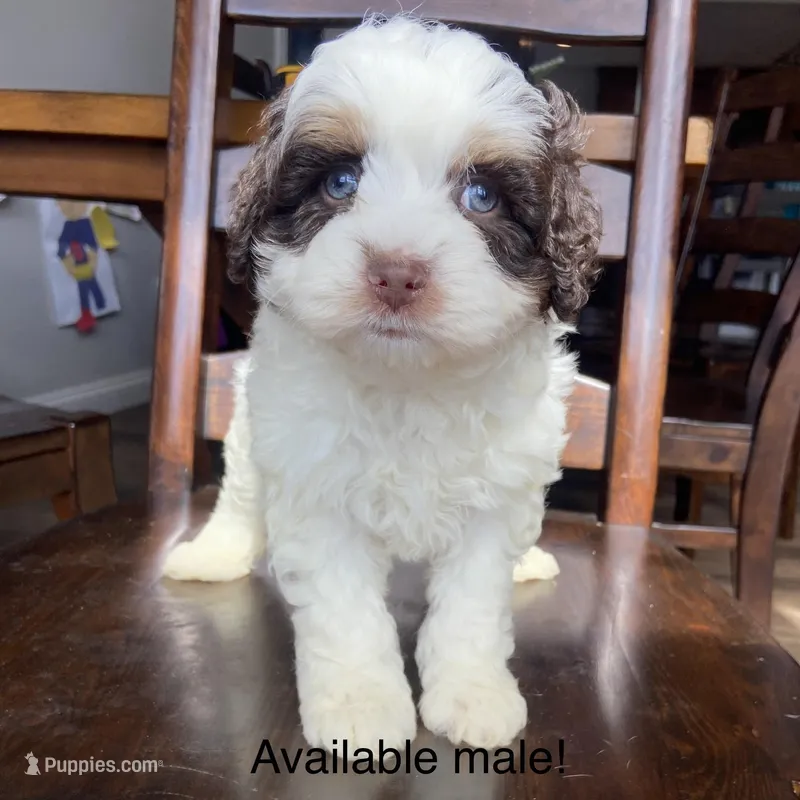 Mini – Bernedoodle puppy for sale in Lagro, IN