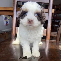 Mini, a male Bernedoodle for sale in Lagro, IN – Photo 2 of 6