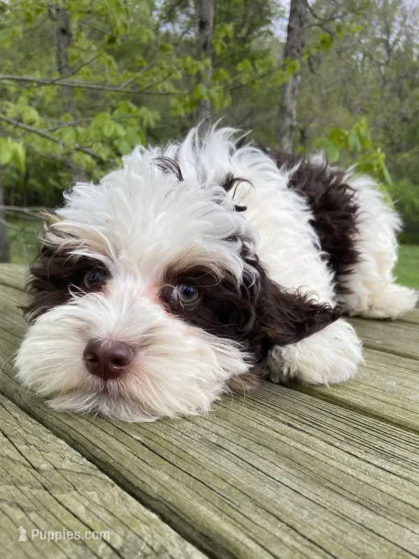 Mini – Bernedoodle puppy for sale in Lagro, IN