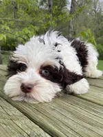 Mini, a male Bernedoodle for sale in Lagro, IN – 1 of 7