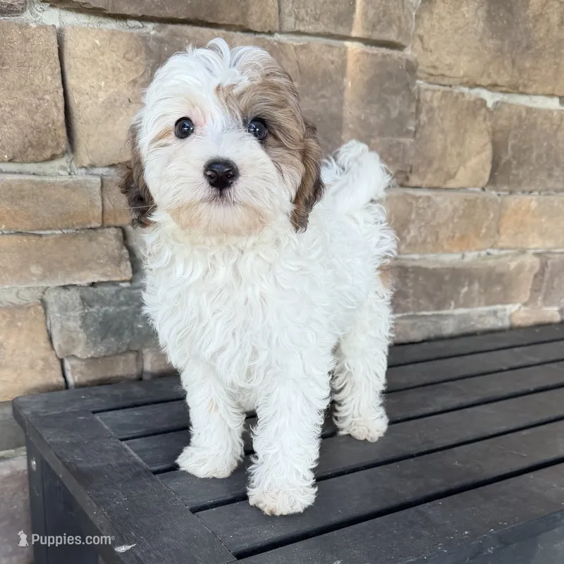 Blue Merle phantom parti  – Miniature Labradoodle puppy for sale in Lagro, IN