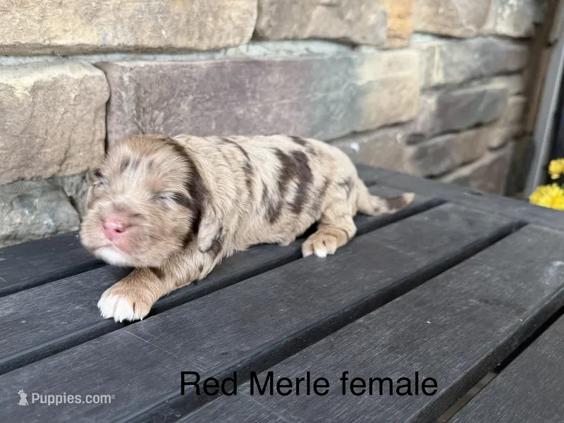 Red Merle 2 – Australian Labradoodle puppy for sale in Lagro, IN