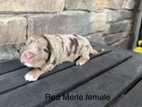 Red Merle 2, a female Australian Labradoodle for sale in Lagro, IN – 1 of 2