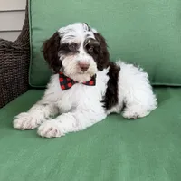 Choc phantom parti , a male Miniature Labradoodle for sale in Lagro, IN – 2 of 8