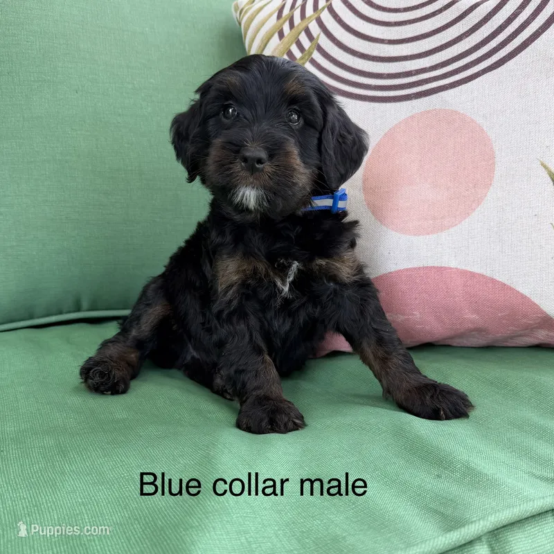 Blue collar  – Bernedoodle puppy for sale in Lagro, IN