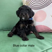 Blue collar , a male Bernedoodle for sale in Lagro, IN – 1 of 1