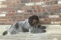 Sweet girl , a female Australian Labradoodle for sale in Lagro, IN – 1 of 1