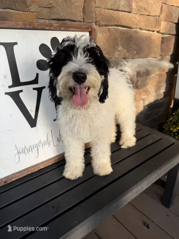 Tri parti 2 – Bernedoodle puppy for sale in Lagro, IN