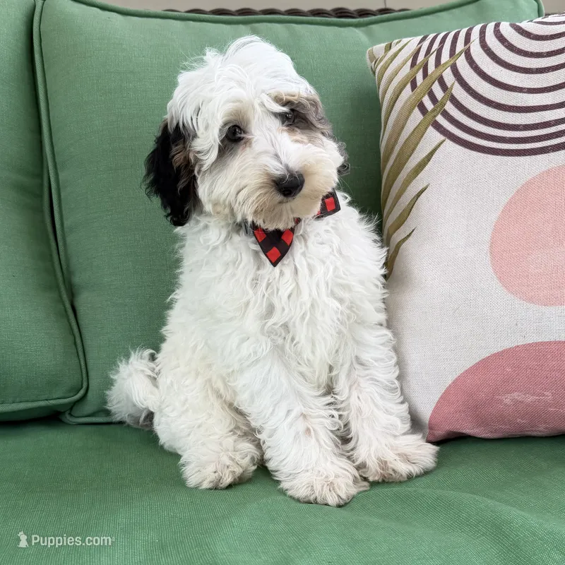Blue Merle parti  – Miniature Labradoodle puppy for sale in Lagro, IN