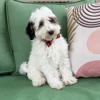 Blue Merle parti , a male Miniature Labradoodle for sale in Lagro, IN – 1 of 8