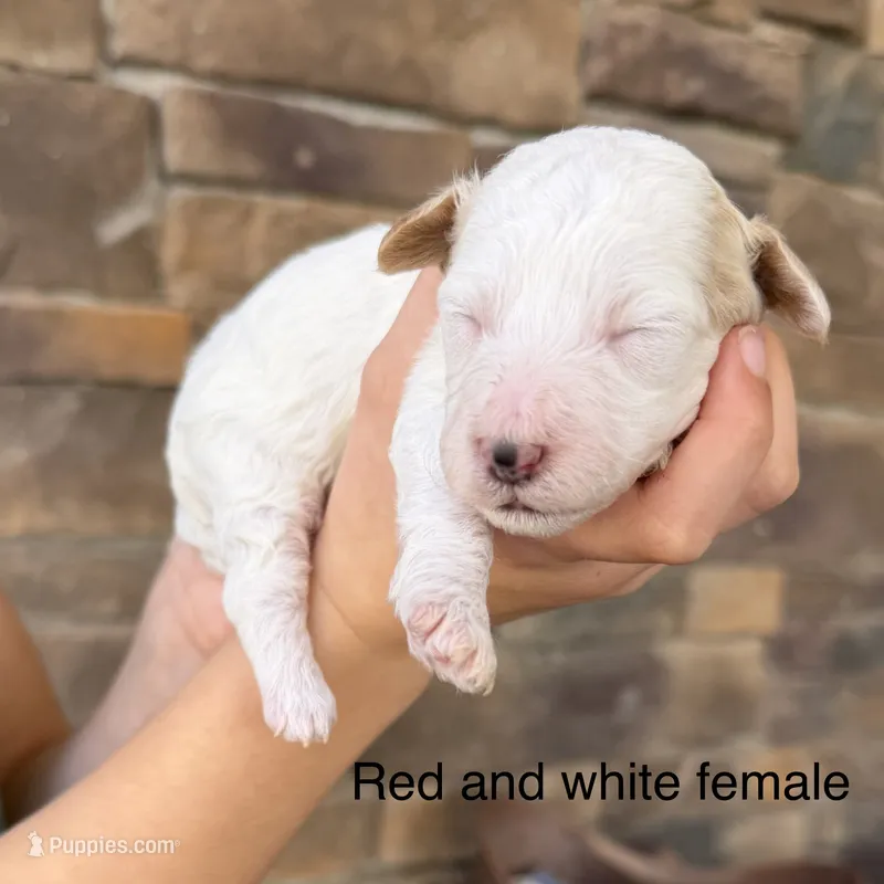 Red and white 1  – Havapoo puppy for sale in Lagro, IN