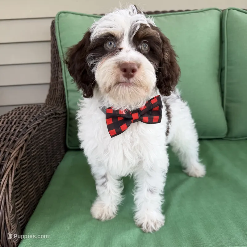 Choc phantom parti  – Miniature Labradoodle puppy for sale in Lagro, IN