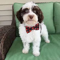 Choc phantom parti , a male Miniature Labradoodle for sale in Lagro, IN – 1 of 8