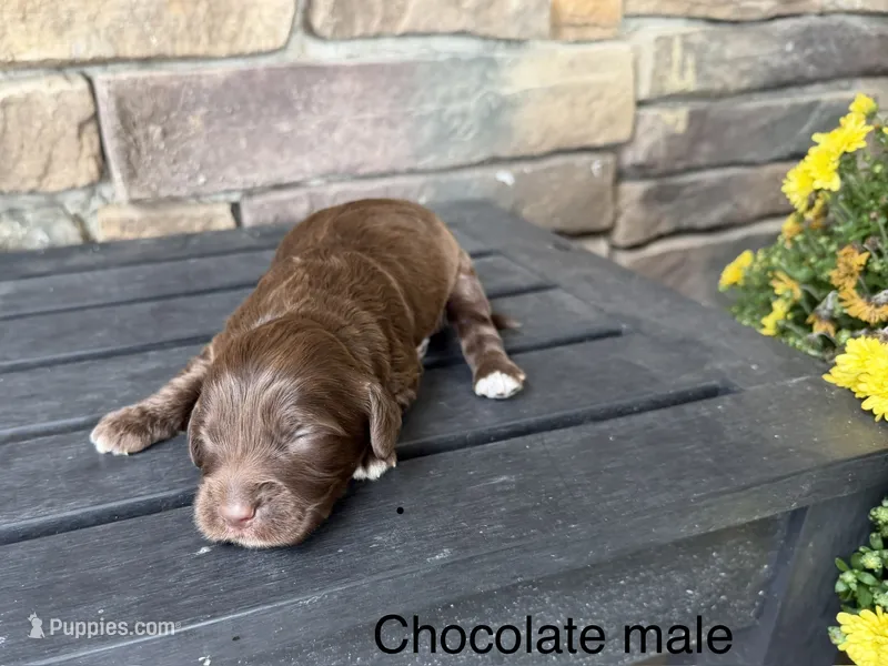 Chocolate  – Australian Labradoodle puppy for sale in Lagro, IN