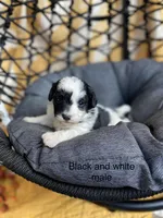 Lap dog sweeties, a male Havapoo for sale in Lagro, IN – Photo 5 of 6