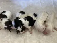 Lap dog sweeties, a male Havapoo for sale in Lagro, IN – Photo 4 of 6