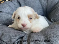 Lap dog sweeties, a male Havapoo for sale in Lagro, IN – Photo 2 of 6