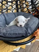 Lap dog sweeties, a male Havapoo for sale in Lagro, IN – Photo 6 of 6