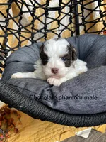 Lap dog sweeties, a male Havapoo for sale in Lagro, IN – Photo 1 of 6