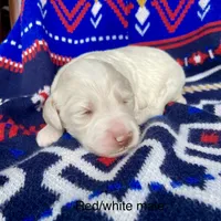 Red and white , a male Labradoodle for sale in Lagro, IN – Photo 3 of 5