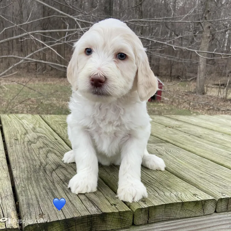 Red and white  – Labradoodle puppy for sale in Lagro, IN