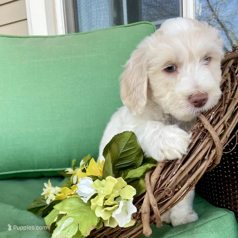 Red and white  – Labradoodle puppy for sale in Lagro, IN