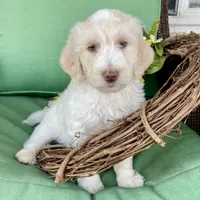 Red and white , a male Labradoodle for sale in Lagro, IN – Photo 4 of 5