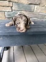 Flashy red merle , a male Australian Labradoodle for sale in Lagro, IN – 3 of 3