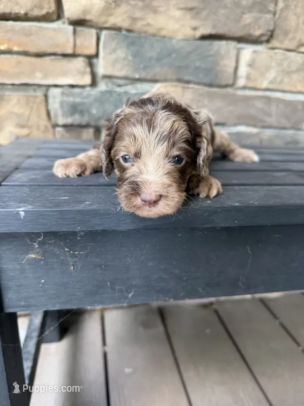 Flashy red merle  – Australian Labradoodle puppy for sale in Lagro, IN