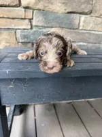 Flashy red merle , a male Australian Labradoodle for sale in Lagro, IN – 1 of 3