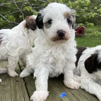 Red Merle parti , a male Miniature Labradoodle for sale in Lagro, IN – 1 of 2