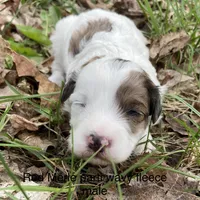 Red Merle parti , a male Miniature Labradoodle for sale in Lagro, IN – 2 of 2
