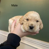 processed/80fac6a0-4f4a-47e9-a538-14223e199d41/listing/67cff932-693e-4e3d-9fe7-177b2feb725d/66636fa9-124c-4ced-96b5-43d0329ceefd