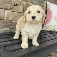 processed/80fac6a0-4f4a-47e9-a538-14223e199d41/listing/67cff932-693e-4e3d-9fe7-177b2feb725d/832c81d1-5d6c-4574-889a-96a5d95c8054