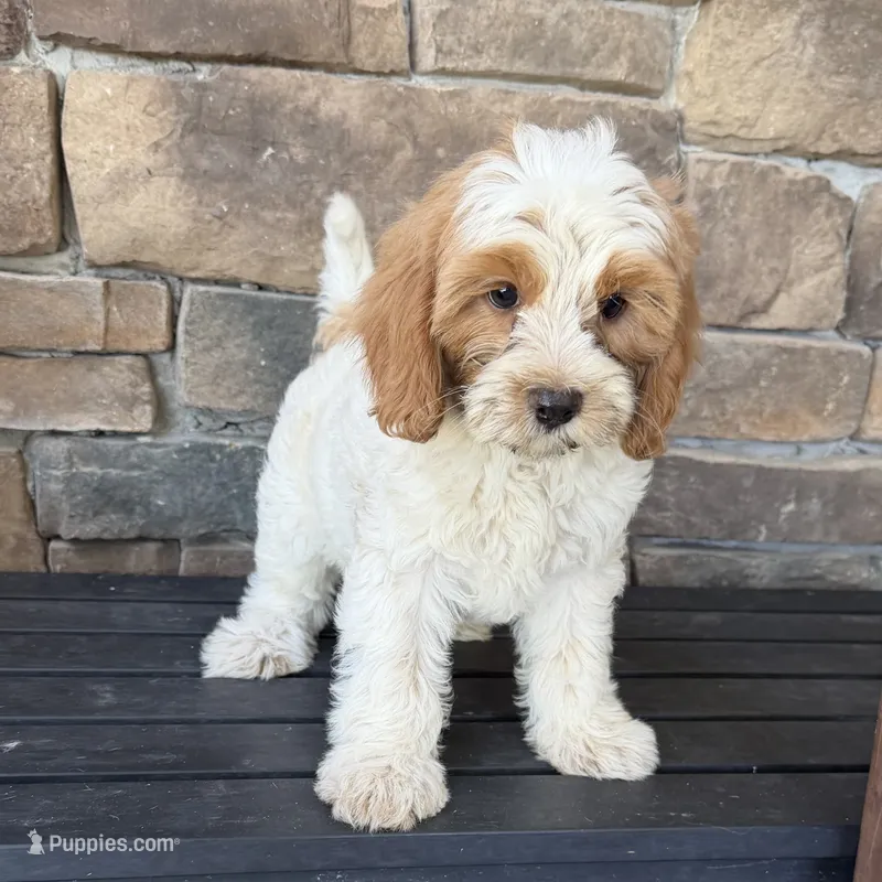 Red and white  – Cavapoo puppy for sale in Lagro, IN